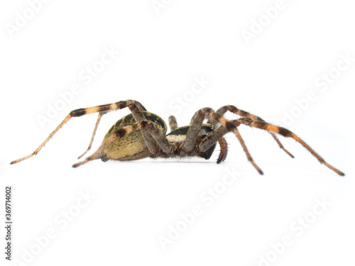 spider on a white background, Agelena silvatica