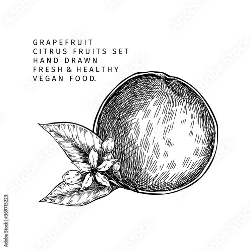 Hand drawn grapefruit fruit and leaf. Engraved vector illustration. Sweet citrus exotic plant. Summer harvest, jam or marmalade vegan ingredient. Menu, package, cosmetic, food design.