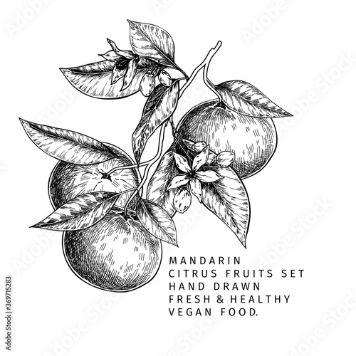 Hand drawn mandarin fruits, whole and sliced, leaves and blossom. Vector illustration of tangerine. Citrus sweet vegetarian food. Good for restaurant menu, package design, food banner.