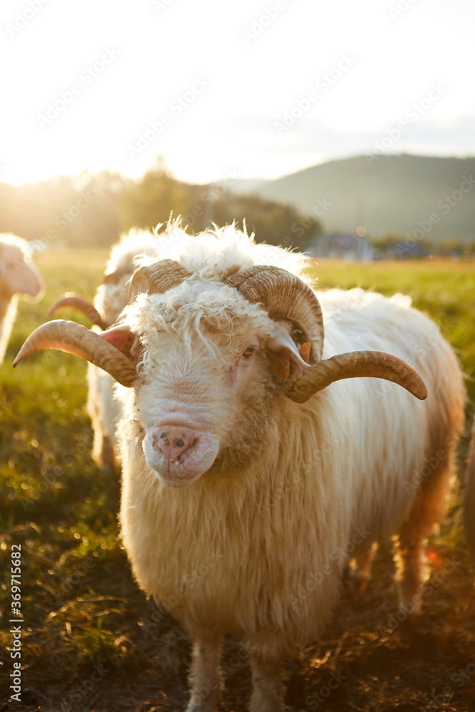 Sheep grazing in a beautiful landscape. Summer sunset warm light