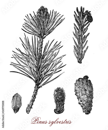 Vászonkép Scots pine or pinus silvestris, evergreen coniferous tree that grows up to 35mt