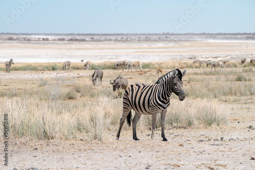 mountain zebra in Etosha