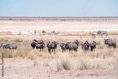 Vászonkép gnu antelopes herd