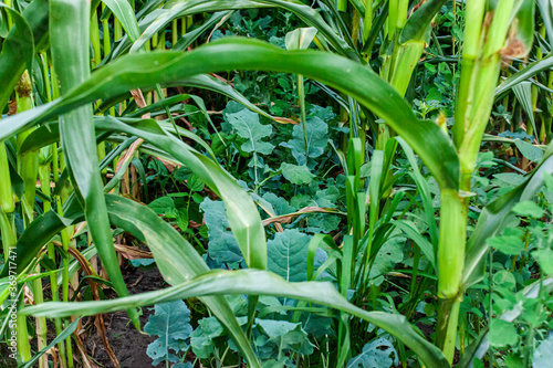 Cover crops inter-seeded between rows of field corn in regenerative agriculture. photo