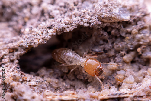 termite