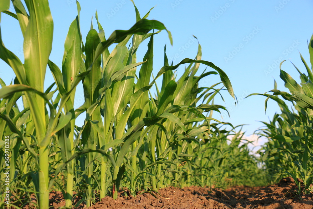 A huge corn field. Lots of green shoots of green corn A huge corn field. Lots of green shoots of green corn