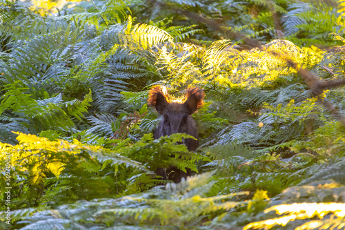 Wild boar (sus scrofa) between the ferns with the sun on his ears