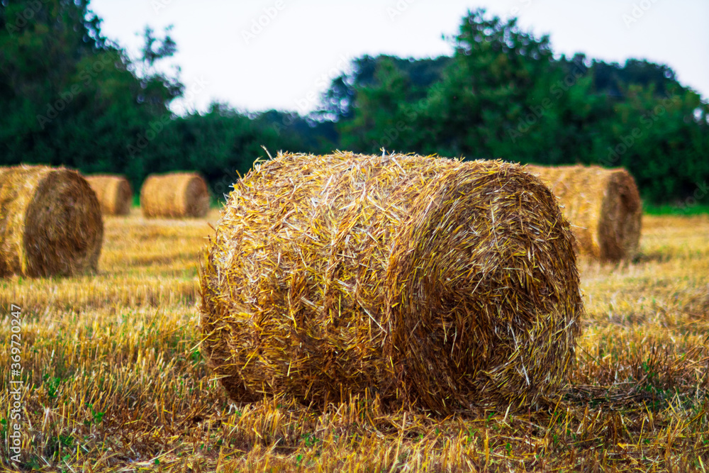 Hay bale on a meadow at sunset