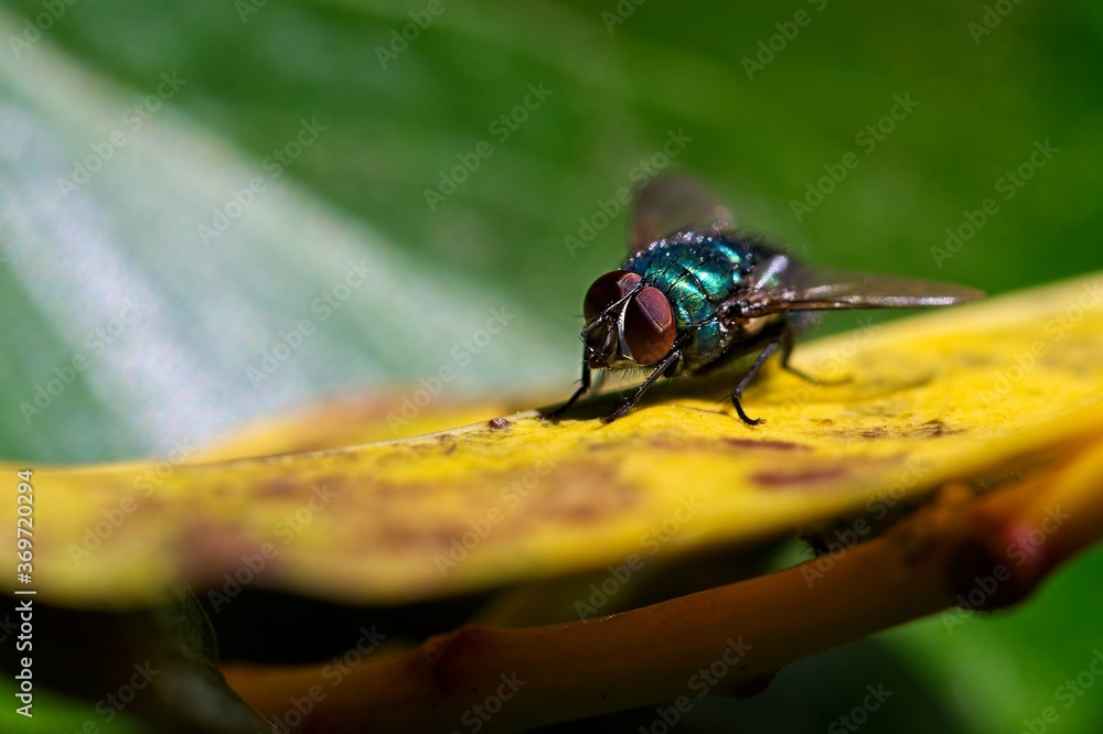 Naklejka premium fly on a leaf