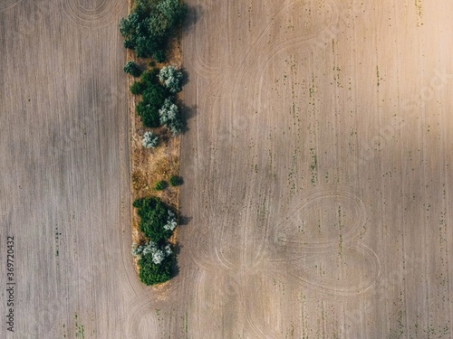 .texture of fields and trees top view