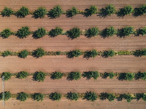 trees in the garden top view