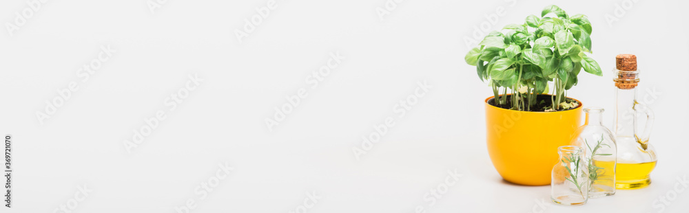 panoramic shot of green plant in flowerpot near herbs in glass bottles and essential oil on white background, naturopathy concept panoramic shot of green plant in flowerpot near herbs in glass bottles and essential oil on white background, naturopathy concept