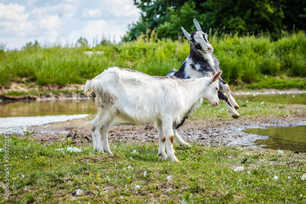 Young goats butting horns in a green field by the river. Playing young goats outdoors Young goats butting horns in a green field by the river. Playing young goats outdoors