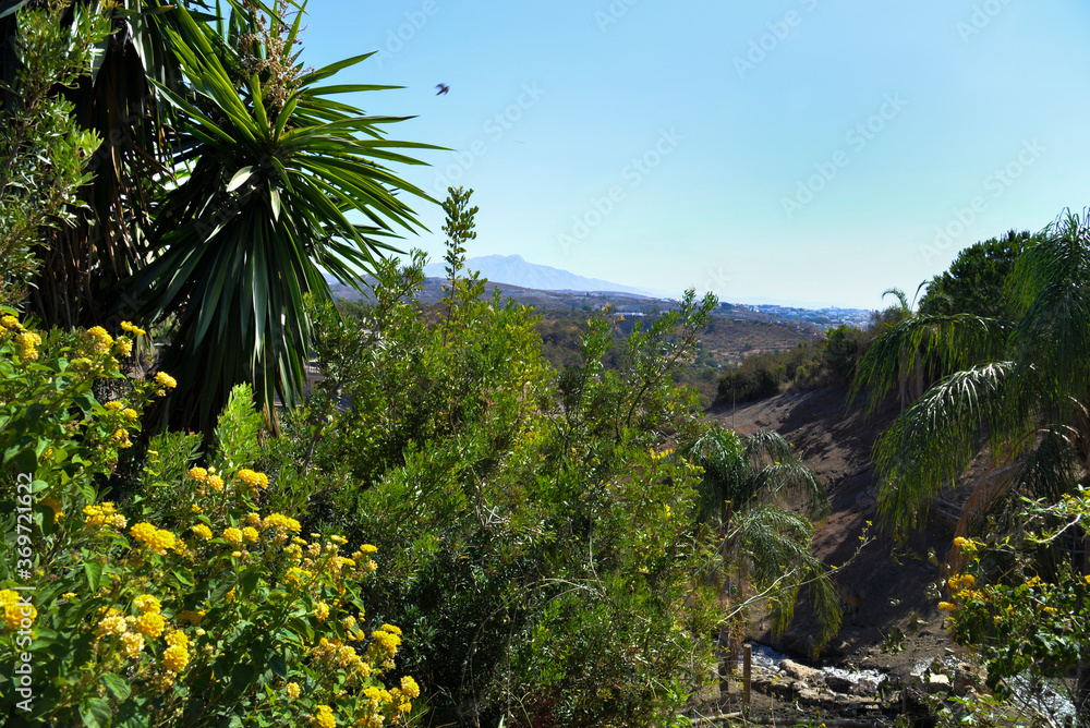 Beautiful view of the panorama of the mountains and the Mediterranean town from the wild thickets of palm trees and trees with yellow flowers.