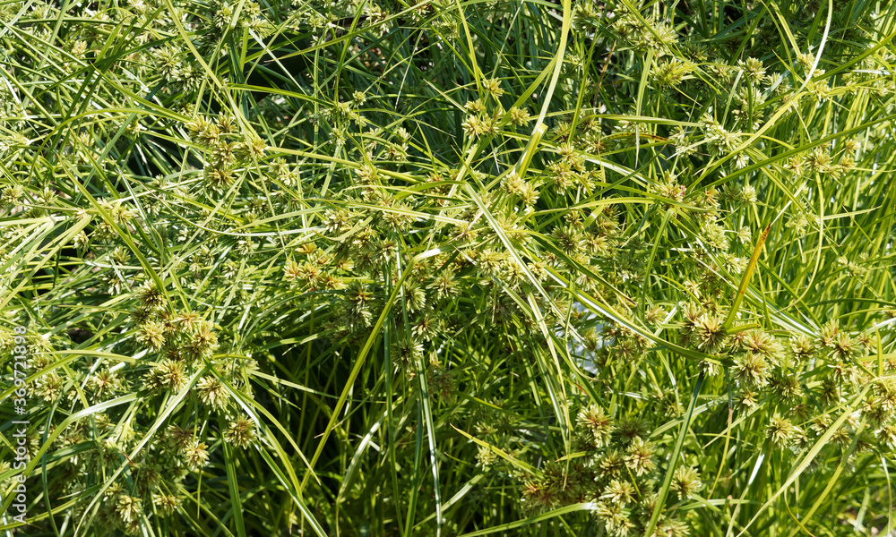 Cyperus textilis ou touffes de carex plat ou herbe panier aux tiges nues en forme de parapluie surmontées de bractées épineuses brun-vert Cyperus textilis ou touffes de carex plat ou herbe panier aux tiges nues en forme de parapluie surmontées de bractées épineuses brun-vert