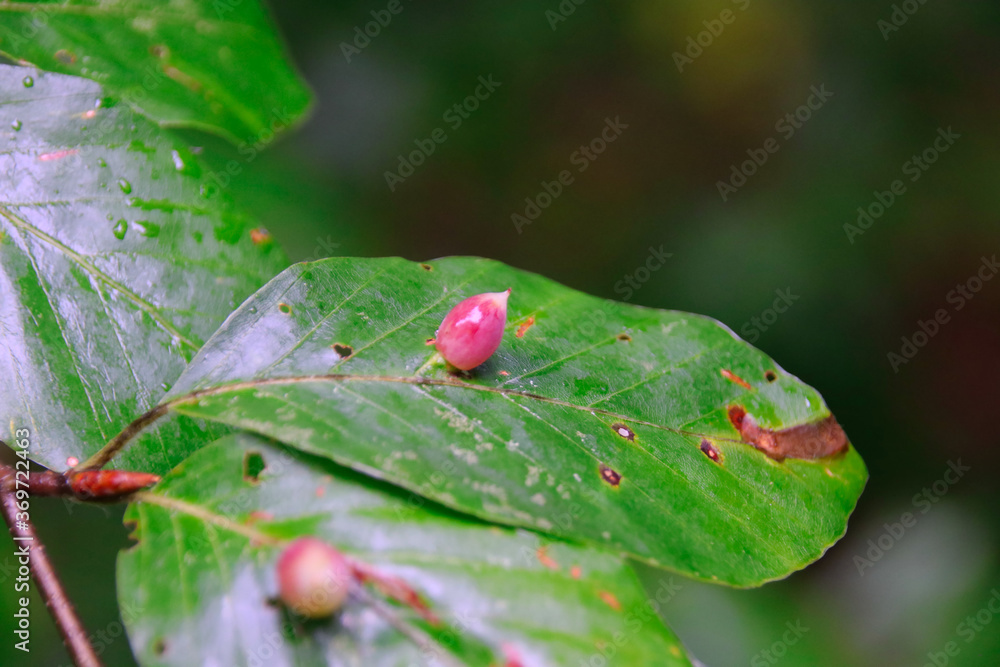 Macro of Galls or cecidia outgrow of Galls wasp eggs on the surface of Fagus leaves Macro of Galls or cecidia outgrow of Galls wasp eggs on the surface of Fagus leaves