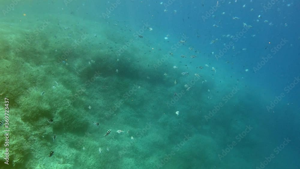 Schools of fish swimming by the coral reef in the deep blue sea - underwater Schools of fish swimming by the coral reef in the deep blue sea - underwater