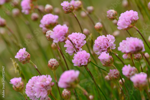Strand-Grasnelke (Armeria maritima)