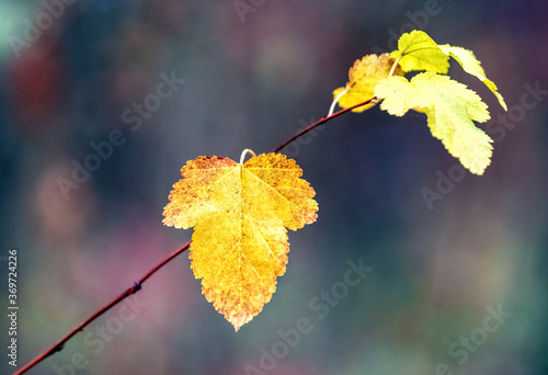 Branch with yellow autumn leaves in the forest on a dark background