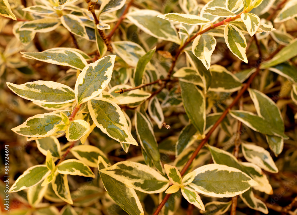 Fototapeta premium Ornamental shrub, leaves of abelia grandifola