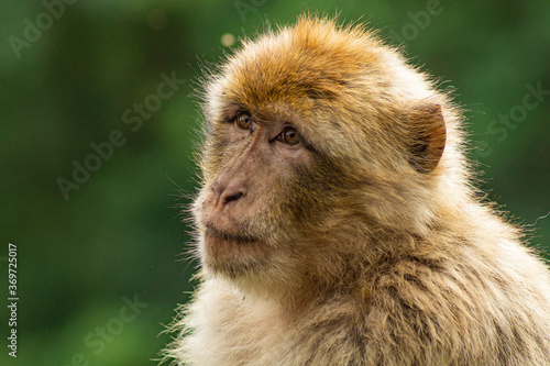 portrait of a macaque © vartzbed