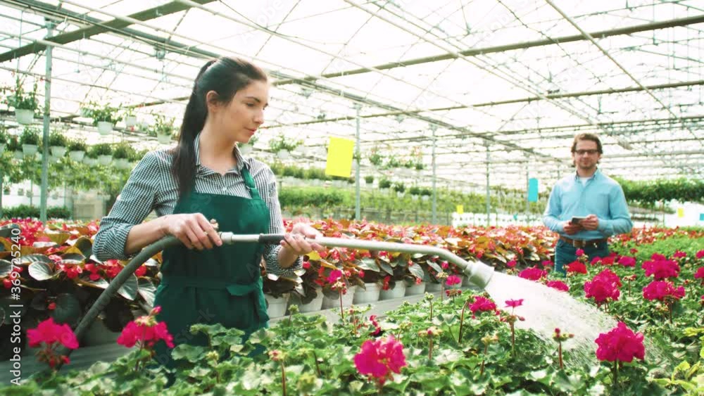 Young beautiful girl in uniform watering flowers in greenhouse. Handsome man in glasses with tablet monitoring work of gardener. Young beautiful girl in uniform watering flowers in greenhouse. Handsome man in glasses with tablet monitoring work of gardener.
