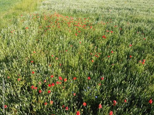Wild poppies on a wheat field, aerial view. Red wildflowers.