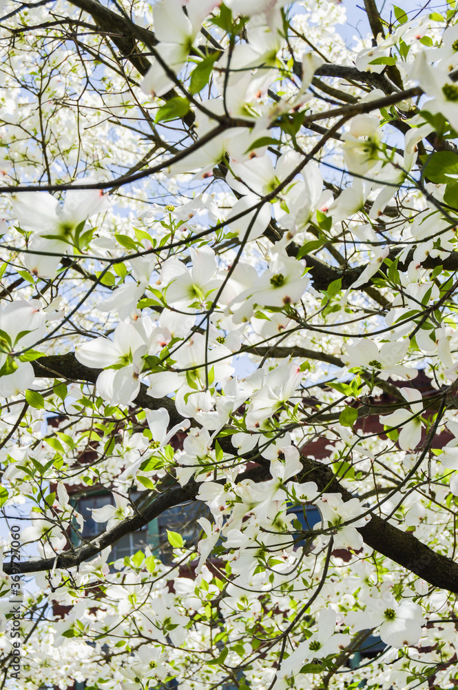 Fototapeta premium White Dogwood Tree