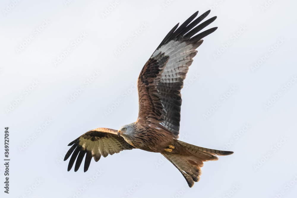 Red Kite in flight (Milvus Milvus) Red Kite in flight (Milvus Milvus)