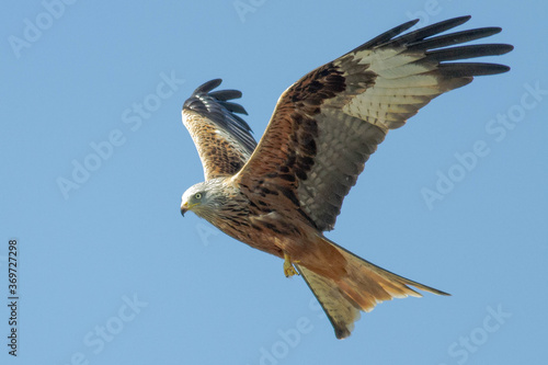 Red Kite in flight (Milvus Milvus)