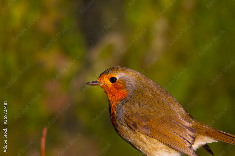 Robin Perched with a clean background