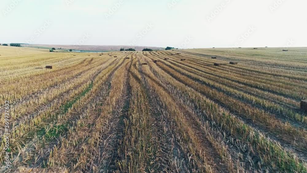 Aerial view of a mowed field of wheat with abandoned sheaves of straw. Wheatfield with sheaves after harvest. Yellow field with round sheaves of hay at sunset. Aerial view of a mowed field of wheat with abandoned sheaves of straw. Wheatfield with sheaves after harvest. Yellow field with round sheaves of hay at sunset.