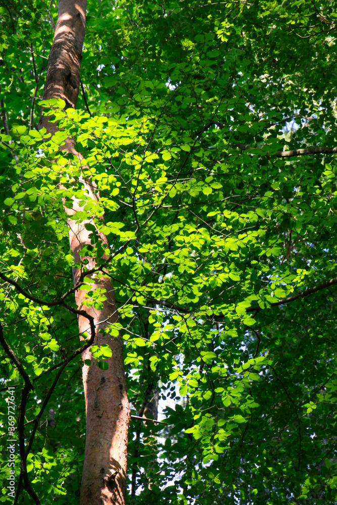 Obraz premium view up into the trees direction sky