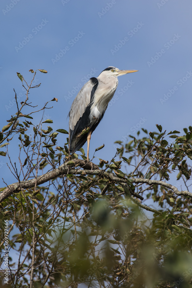Grey Heron in tree, Kushiro, Hokkaido, Japan Grey Heron in tree, Kushiro, Hokkaido, Japan