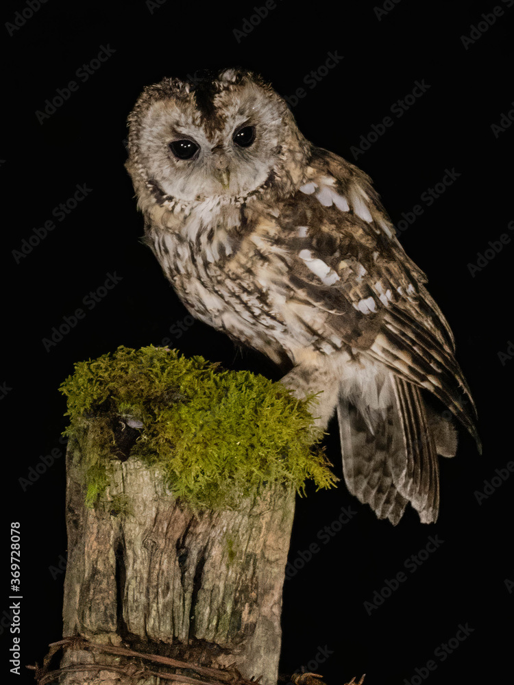 Fototapeta premium Tawny Owl (Strix aluco) Perched at night