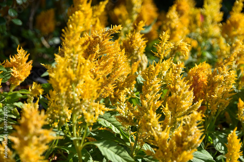 close up of yellow flowers