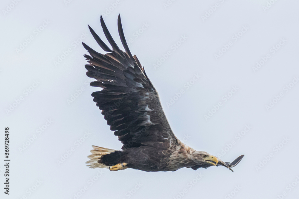 White Tailed Eagle (Haliaeetus albicilla), in flight, Scotland, UK