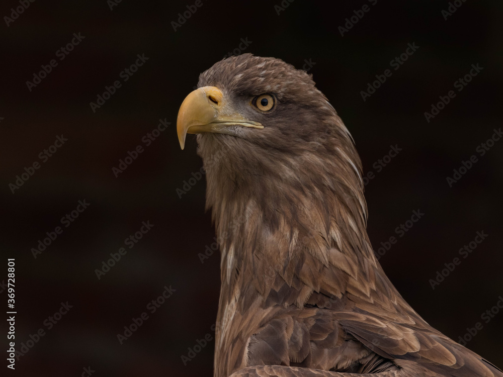 Obraz premium White Tailed Eagle (Haliaeetus albicilla)