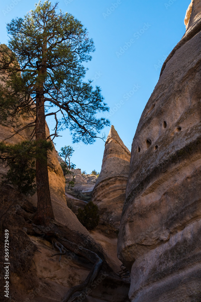 Ponderosa Pine Between Cone Shaped Hoodoos Above The Tent Rocks Trail,Kasha-Katuwe Tent Rocks National Monument, New Mexico,USA