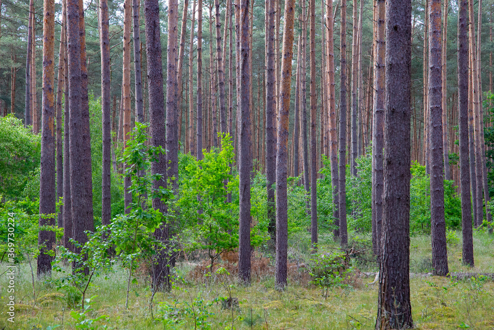 Obraz premium Waldkiefern (Pinus sylvestris) Müritz, Deutschland, Europa