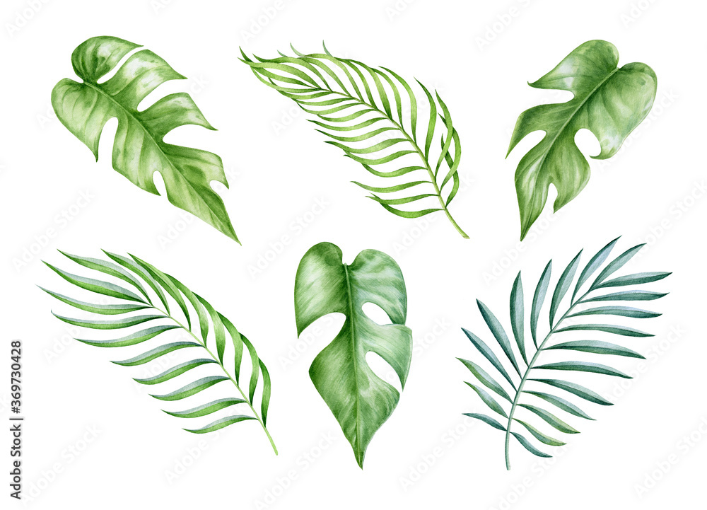 Exotic monstera and palm leaf watercolor set. Hand drawn botanical high quality tropical leaves illustration. Green lush floral elements isolated on white background. Elegant palm and monstera decor