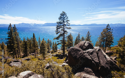 Lake Tahoe and Ponderosa Pine