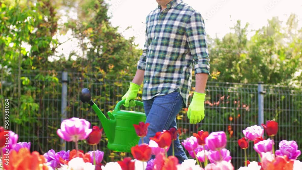 gardening and people concept - middle-aged man with watering can pouring water to flower bed at garden