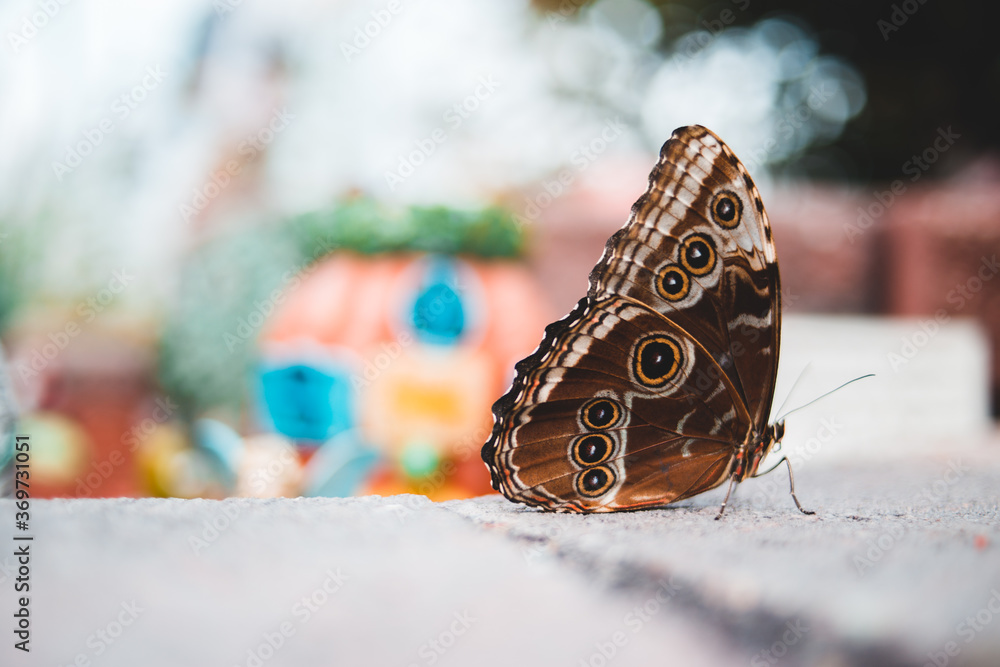 Naklejka premium Brightly coloured butterfly on a leaf