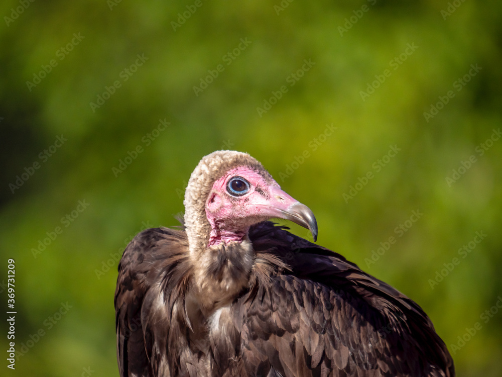 Close up on the head of a hooded vulture Close up on the head of a hooded vulture