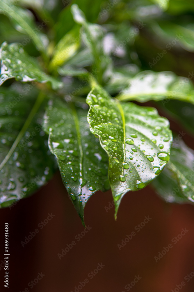 Close up of water droplets on leaves with use of selective focus Close up of water droplets on leaves with use of selective focus