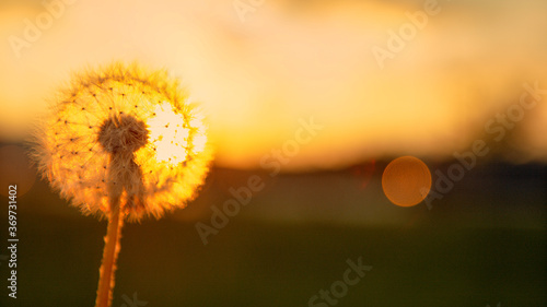 MACRO  Golden summer sunset illuminates a dandelion bulb full of white seeds.