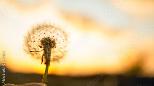 MACRO  Person makes a wish before blowing a dandelion into the evening sky.
