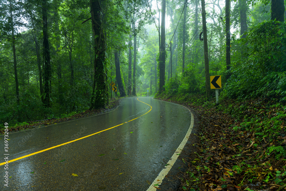 Fototapeta premium View asphalt road in the rainforest