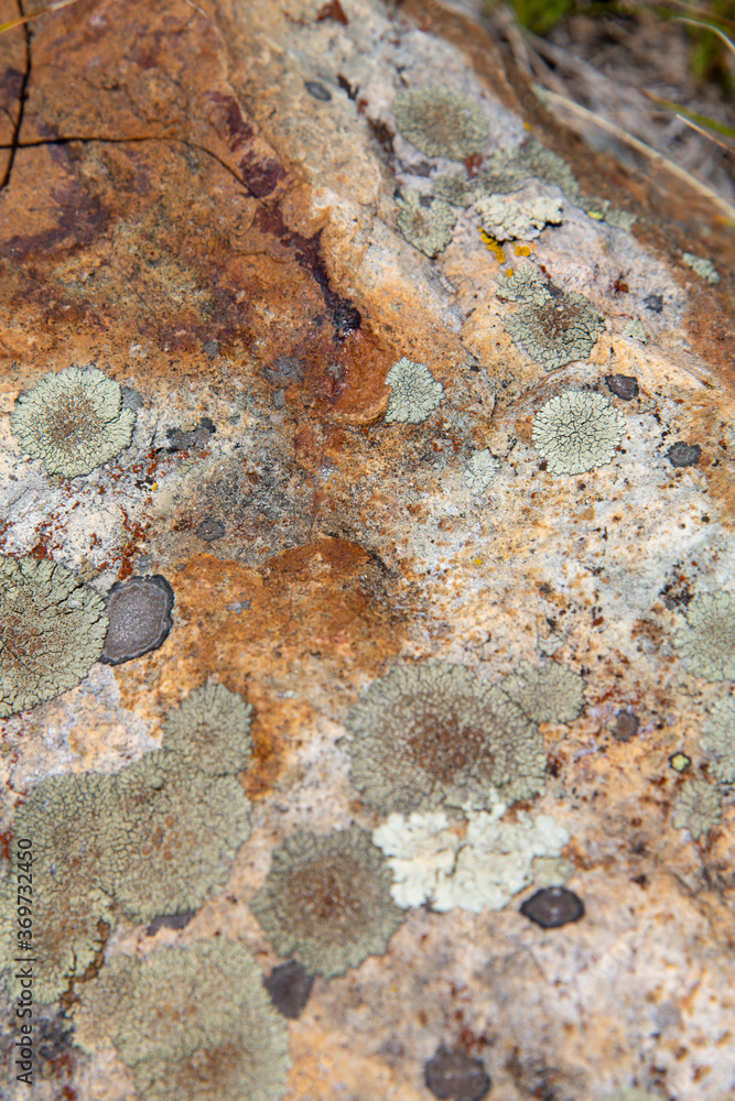 Close-up of moss on a wild rock Close-up of moss on a wild rock